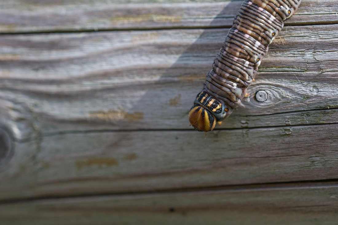 imagem-miniatura